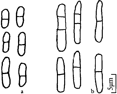 决明灰斑病